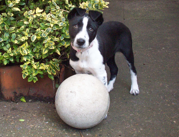 Rosie The Border Collie Pup